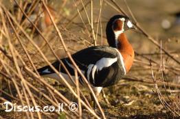 ברנטה-אדומת-חזה