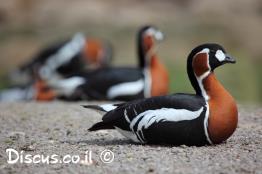 ברנטה-אדומת-חזה