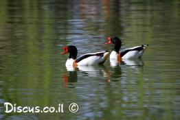 טדורנה-ירוקת-ראש