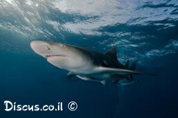 כריש לימוני