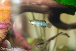 נאווית כחולה