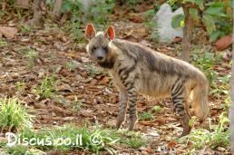 צבוע מפוספס