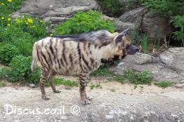 צבוע-מפוספס