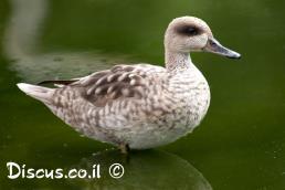 ברווז משויש