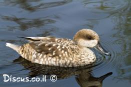 ברווז-משויש