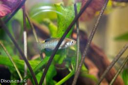 נאווית-כחולה