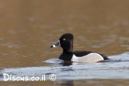 צולל צווארון