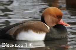 נטה אדומת ראש