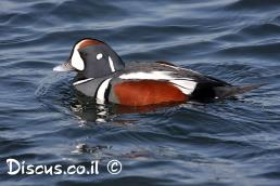 ברווז איסלנדי