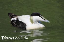 אדרית-שחורת-כיפה