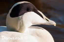 אדרית-שחורת-כיפה