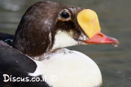 אדרית מלכותית