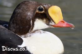 אדרית-מלכותית