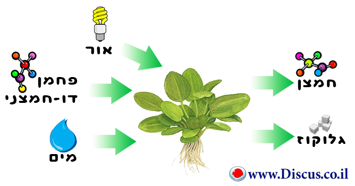 תהליך הפוטוסינתזה בצמחים