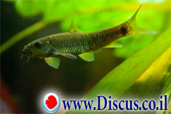 עגלסת הנחלים עגלסת הנחלים